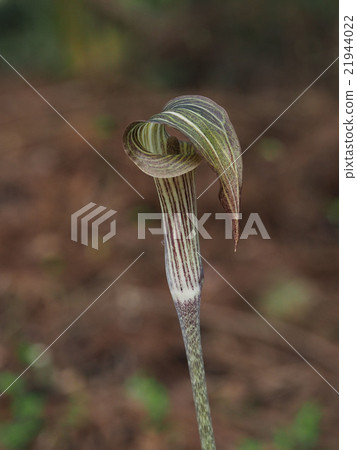 Higan Mamushigusa Higan Mamushigusa 21944022