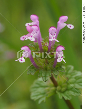 Lamium amplexicaule Lamium amplexicaule 21944028