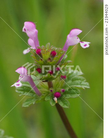 Lamium amplexicaule 21944029