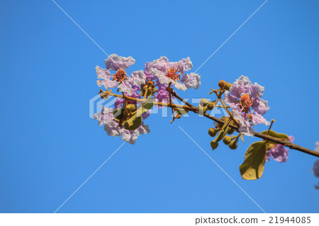 Beautiful purple lagerstroemia flower Beautiful purple lagerstroemia flower 21944085