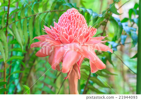 Etlingera Elatior or Red Torch Ginger Etlingera Elatior or Red Torch Ginger 21944093