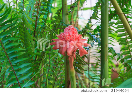 Etlingera Elatior or Red Torch Ginger Etlingera Elatior or Red Torch Ginger 21944094