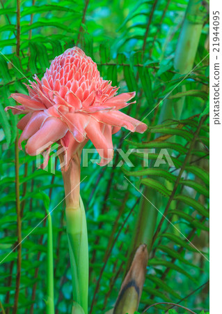 Etlingera Elatior or Red Torch Ginger Etlingera Elatior or Red Torch Ginger 21944095