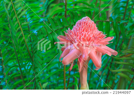 Etlingera Elatior or Red Torch Ginger Etlingera Elatior or Red Torch Ginger 21944097