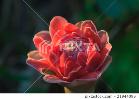Abstract flower with sunray Abstract flower with sunray 21944099