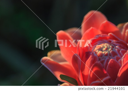Abstract flower with sunray 21944101