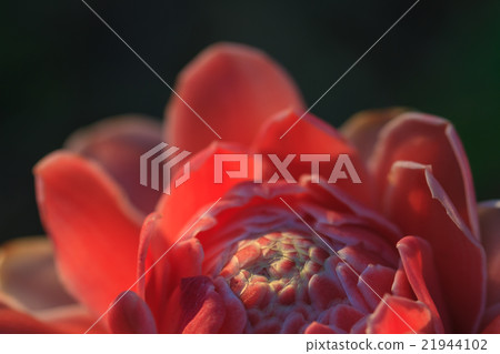 Abstract flower with sunray Abstract flower with sunray 21944102