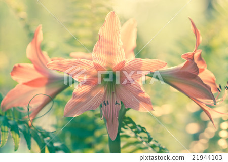 Hippeastrum johnsonii Bury beautiful flower Hippeastrum johnsonii Bury beautiful flower 21944103
