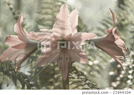Hippeastrum johnsonii Bury beautiful flower Hippeastrum johnsonii Bury beautiful flower 21944104