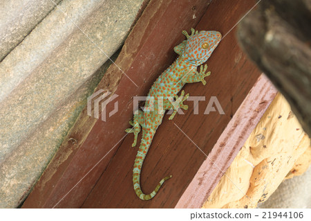 Thailand gecko on wall Thailand gecko on wall 21944106