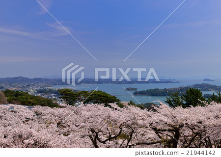 Cherry blossoms at Matsu Park in Nishiyuki return Cherry blossoms at Matsu Park in Nishiyuki return 21944142
