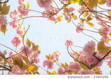 櫻桃框架圖像 21944260