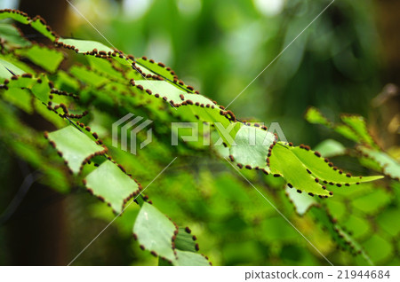 亞洲Tam Peruvianum 21944684