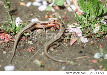 生物爬行動物Higashigi Niboshonba，取代觀賞櫻花的地方？這是對抗戰鬥的鬥爭 21944721
