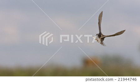 Meadowlark in Flight 21944746