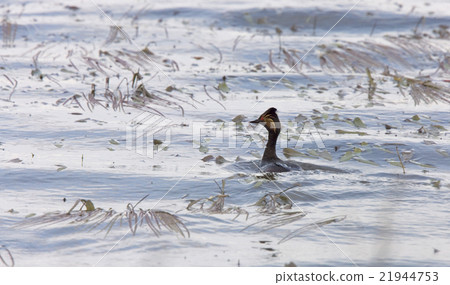 Eared Grebe Eared Grebe 21944753