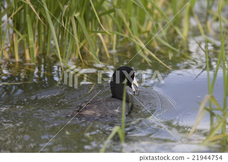 Coot Waterhen in Pond 21944754