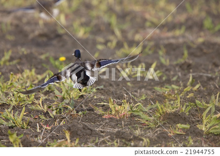 Blue winged teal ducks Blue winged teal ducks 21944755