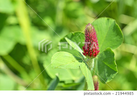 草莓蠟燭 21944985