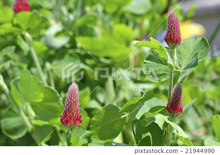 Strawberry candle Strawberry candle 21944990