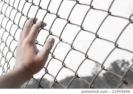 hand on chain-link fence hand on chain-link fence 21945699