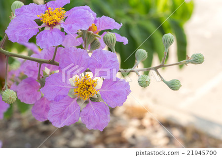 purple blooming flower purple blooming flower 21945700