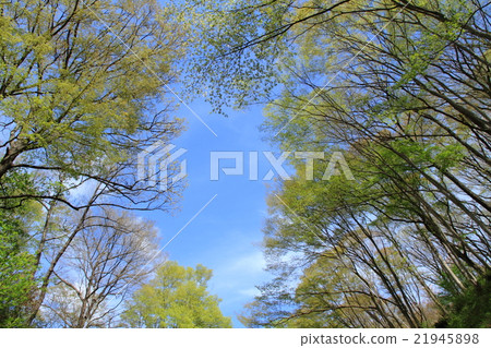 Fresh green and blue sky 21945898
