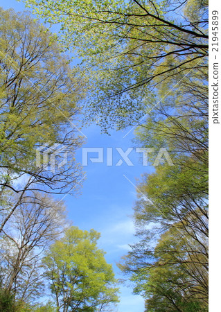 Fresh green and blue sky 21945899