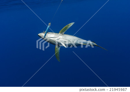 Kihidamagro broken in the lure 21945987