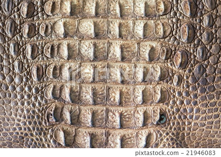 Crocodile skin texture 21946083