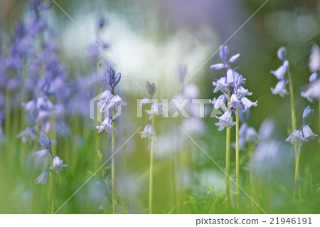 Tsurigane sushiens in full bloom 21946191