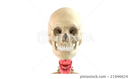 Human body and internal organs 3d rendering 21946624