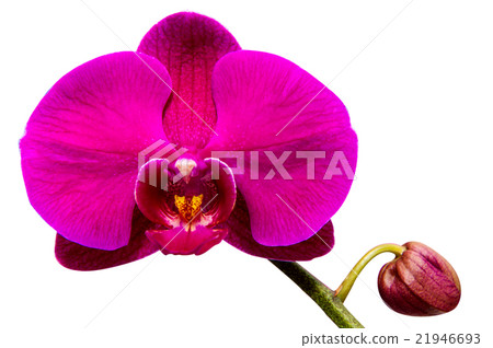 Beautiful orchid. 21946693