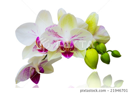 Orchid isolated on white background. 21946701