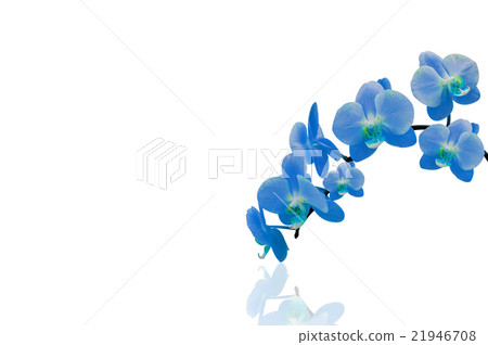 Orchid isolated on white background. 21946708