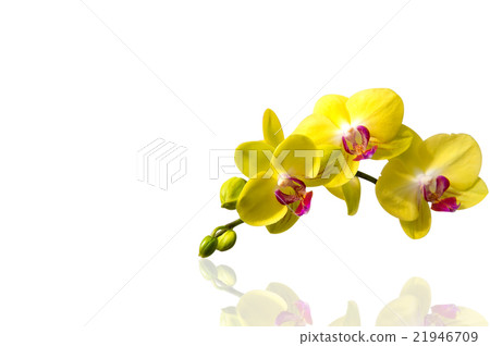 Orchid isolated on white background. Orchid isolated on white background. 21946709