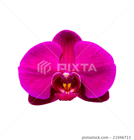 Orchid isolated on background. 21946713