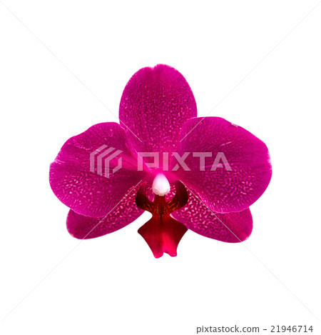 Orchid isolated on background. 21946714
