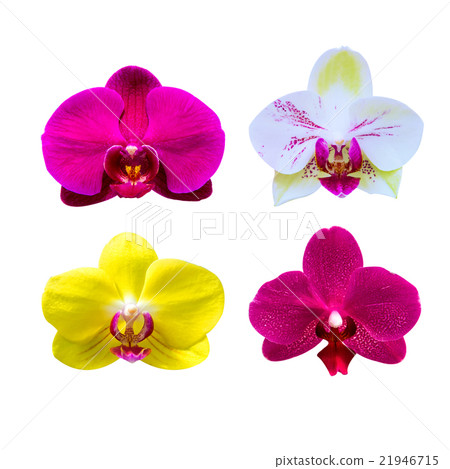 Orchid isolated on background.Orchid set. 21946715