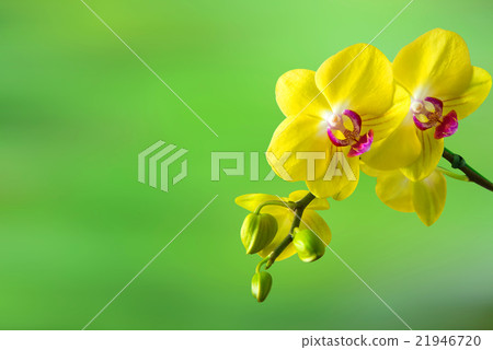 orchid,Spa background. 21946720