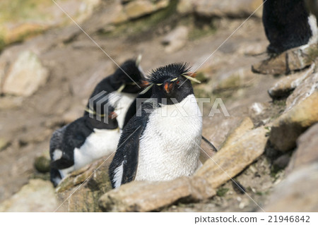 Iwatobi penguins 21946842