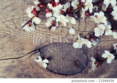 Spring flowering branch Spring flowering branch 21946936