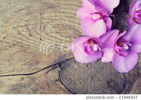 Orchid on a wooden background Orchid on a wooden background 21946937
