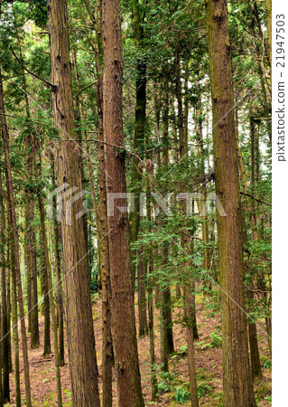 Building timber Sugi forest forest 21947503
