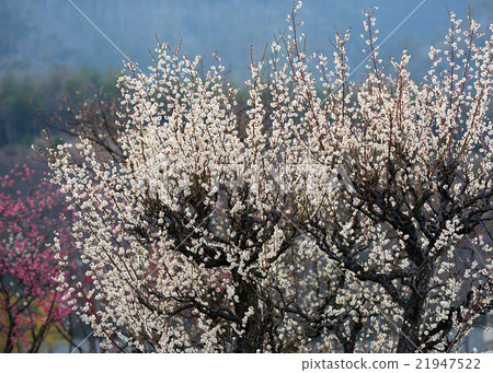 梅花樹 21947522