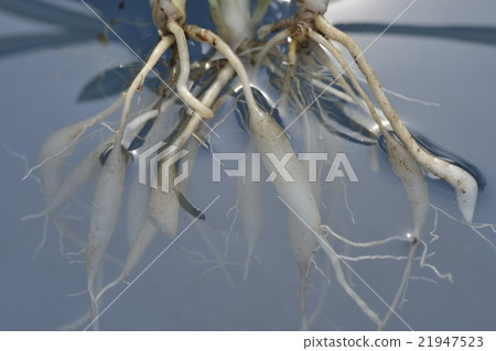 Oryzulan的根 Oryzulan的根 21947523