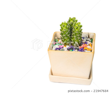 cactus on white. cactus on white. 21947684