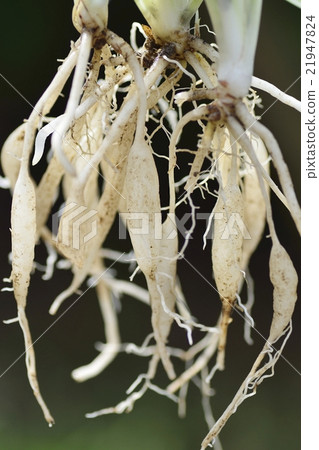 Oryzulan的根 21947824