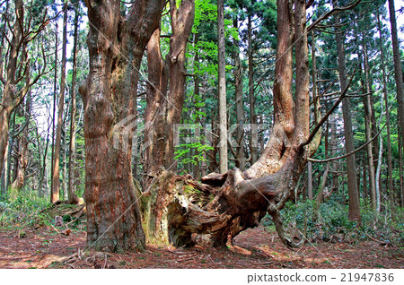 Fantasy forest 21947836