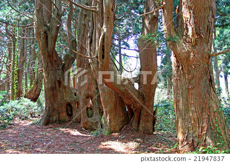 Fantasy forest 21947837